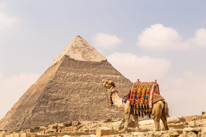 Kamel vor Pyramide