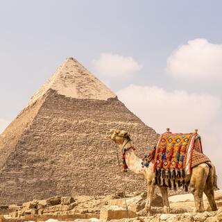 Kamel vor Pyramide