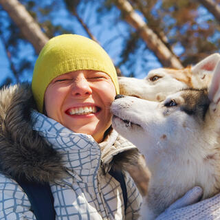 Huskies 