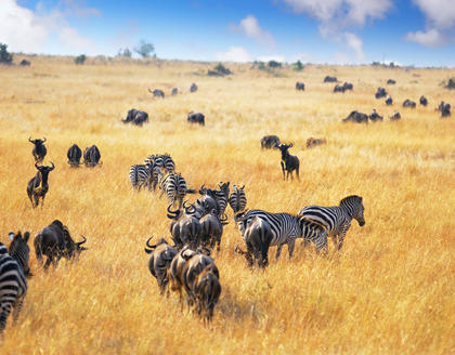 Masai Mara Landschaft