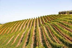 Weinreben in Stellenbosch