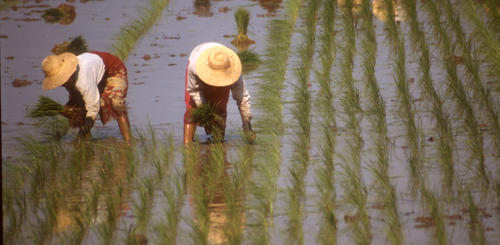 Arbeit im Reisfeld 