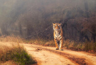 Tiger im Nationalpark