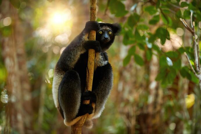 der größte Lemur Indri Indri im madagassischen Vakona Reservat 