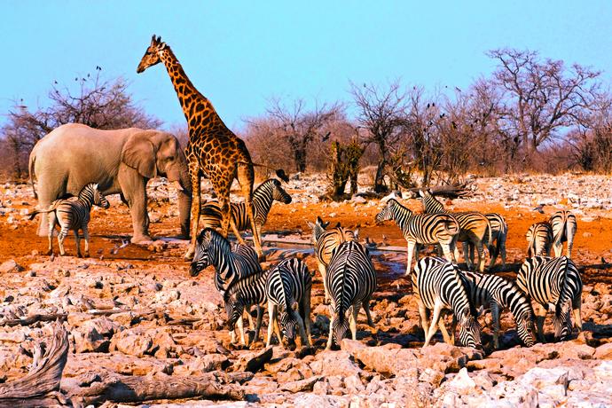 Große Tierherde im Etosha Nationalpark