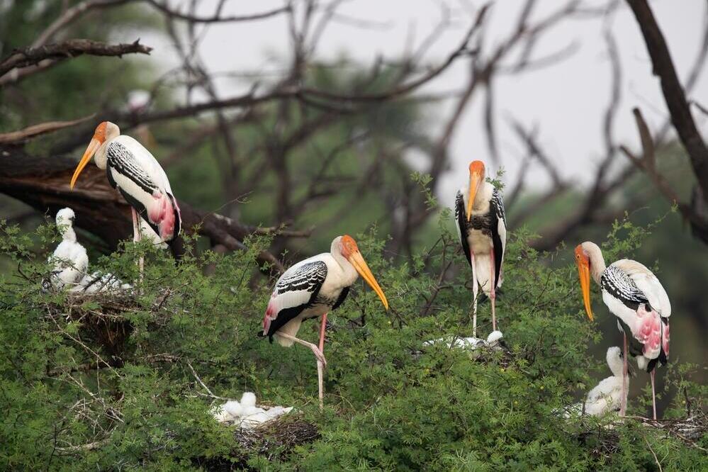 Störche im Keoladeo Nationalpark 