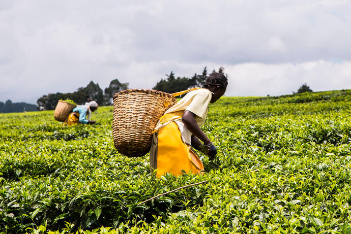 Teeplantage in Malawi