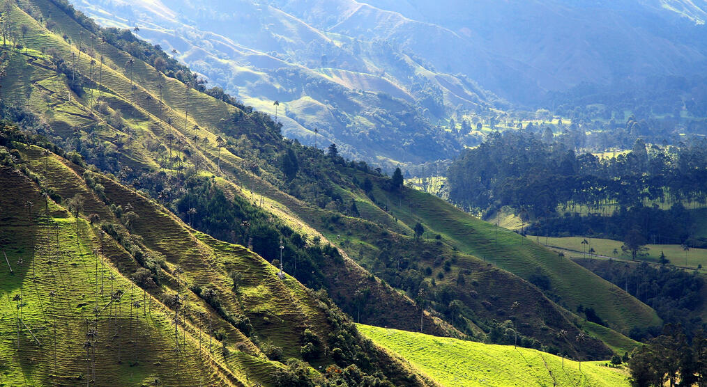 Blick auf die Valle del Cocora