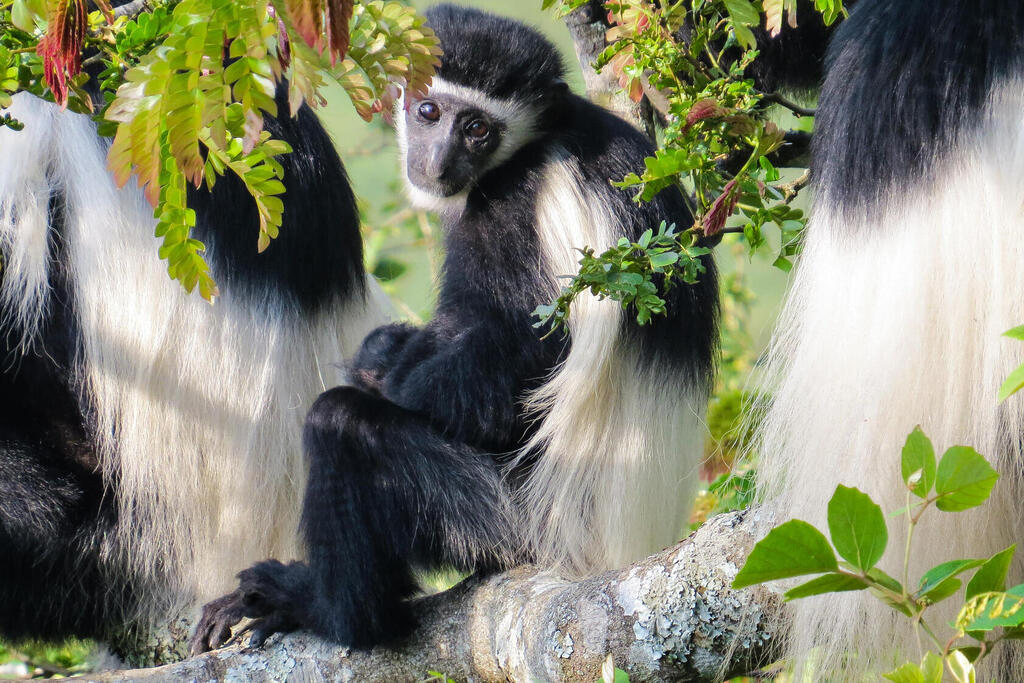 Colobus-Affe im Tangarine Nationalpark