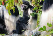 Colobus-Affe im Tangarine Nationalpark