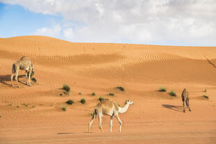 Kamele in Wahiba Sands