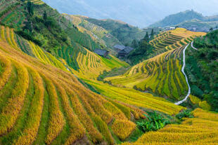 Longsheng Reisterassen