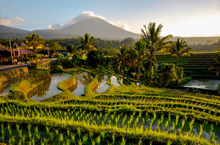 Reisterassen Bali