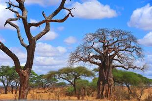 Baobab Baum im Mkomazi Nationalpark
