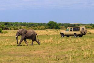 Elefant und Tourwagen während einer Safari im Serengeti Nationalpark 