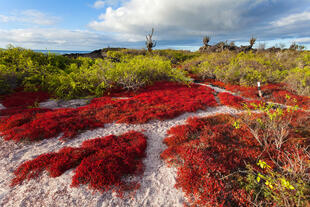 Flora und Fauna auf den Galapagos Inseln