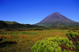 Grüne Landschaft auf der Insel Pico 
