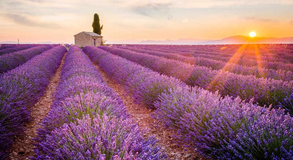 Lavendelblüte in der Provence bei Sonnenuntergang