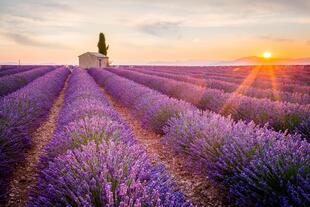Lavendelblüte in der Provence bei Sonnenuntergang