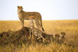 Leoparden auf einer Safari im Serengeti Nationalpark