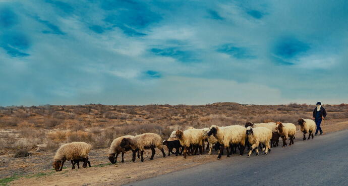 Schafe in der Wüste Karakum bei Mary Turkmenistan