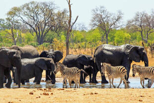 Zebras und Elefanten im Hwange-Nationalpark
