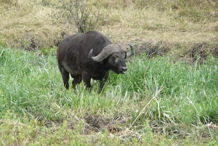 Afrikanischer Büffel im Serengeti Nationalpark
