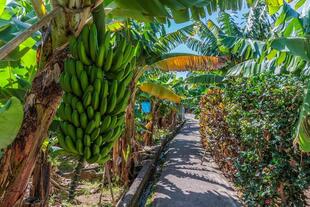 Bananenplantage in Madalena do Mar