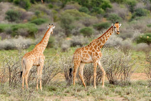 Giraffen im Erindi Park 