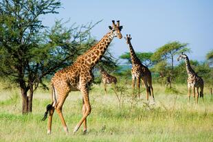 Giraffen im Serengeti Nationalpark