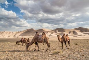 Kamele vor der singenden Sanddüne