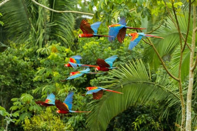 Rot- und Grün-Macaws 