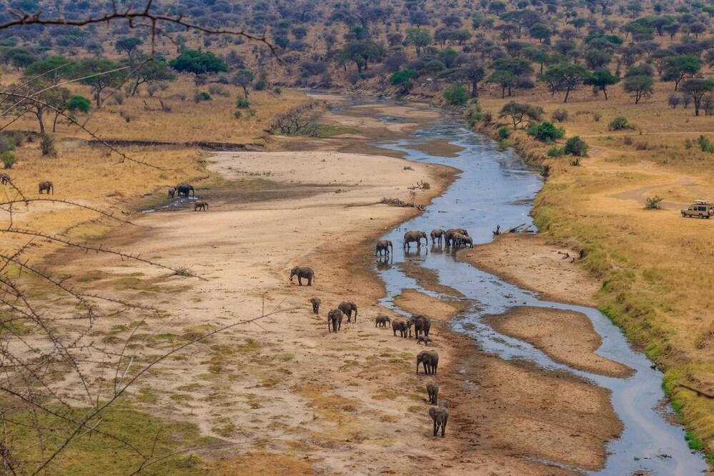 Elefanten am Fluss Tarangire 