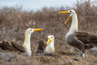 Galapagos Albatrosse