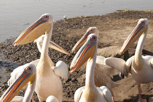 Pelikane am Grabenbruch von Awassa 
