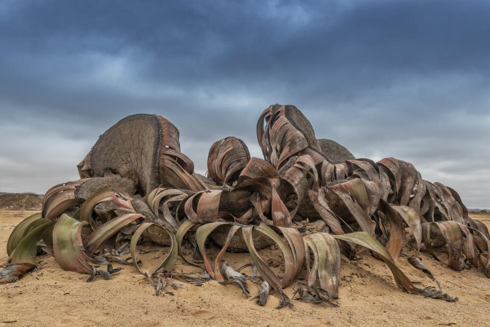 Welwitschia mirabilis im Iona Nationalpark