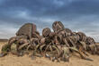 Welwitschia mirabilis im Iona Nationalpark