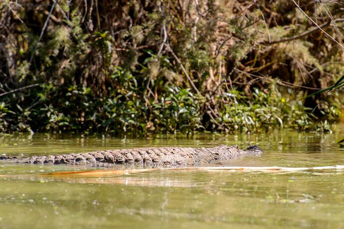 Krokodil im Nationalpark Djoudj