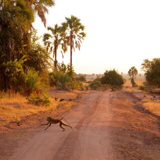 Liwonde Nationalpark