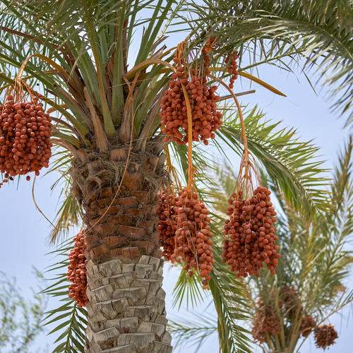 Palmen in Maskat