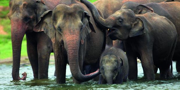 Badende Elefanten im Nationalpark