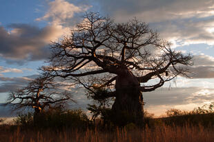 Baobab-Baum 