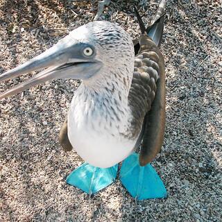 Blaufußtölpel auf den Galapagosinseln