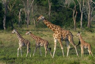 Giraffen im Lake Mburo Nationalpark 