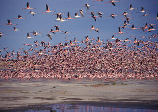 Flamingos über dem Okavango