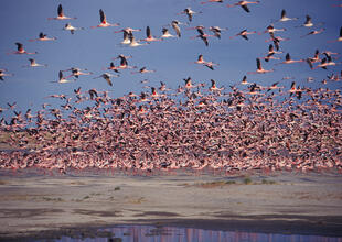 Flamingos über dem Okavango