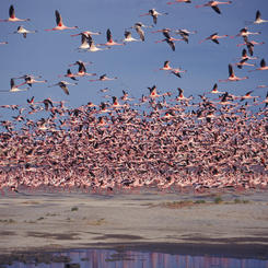 Flamingos über dem Okavango