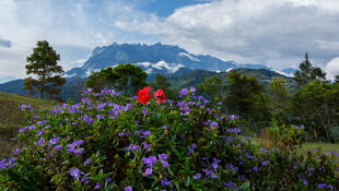 Flora im Kinabalu Nationalpark 
