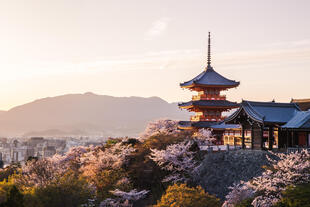 Kirschblütenzeit in Kyoto
