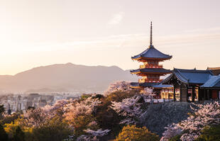 Kirschblütenzeit in Kyoto 